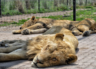 Africam Safari recibirá segundo grupo de felinos para rehabilitación africam