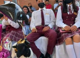 Joven recibe un borrego por regalo de graduación y se hace viral