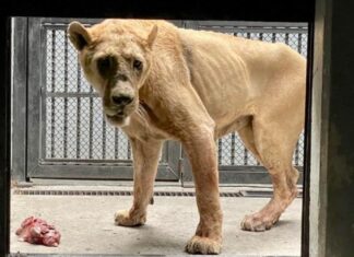 Felinos de Black Jaguar-White Tiger aún no serán trasladados a Chihuahua Felinos traslado a Chihuahua