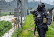 Maltrato animal: Profepa clausura refugio en el Ajusco maltrato