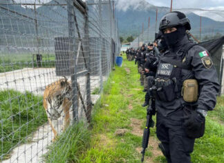 Maltrato animal: Profepa clausura refugio en el Ajusco maltrato