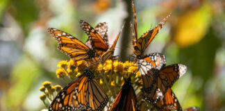 Mariposa Monarca entra a lista roja de especies en peligro de extinción