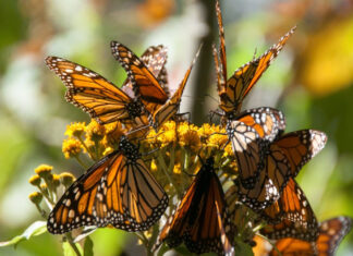 Mariposa Monarca entra a lista roja de especies en peligro de extinción
