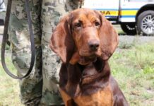 Max, el elemento canino que rastreó a Rafael Caro Quintero