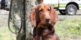 Max, el elemento canino que rastreó a Rafael Caro Quintero
