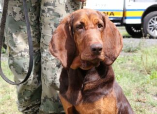 Max, el elemento canino que rastreó a Rafael Caro Quintero