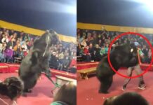 Oso ataca a domador en plena función de circo en Rusia oso
