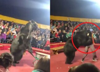 Oso ataca a domador en plena función de circo en Rusia oso