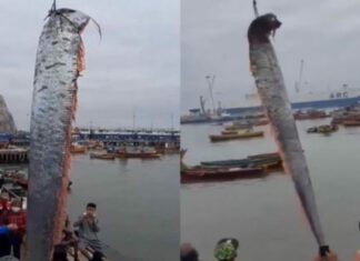 Capturan pez de 6 metros; aseguran que predice tsunamis