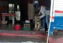 Taquero de Hidalgo enfrenta a un tigre y se vuelve viral taquero y tigre