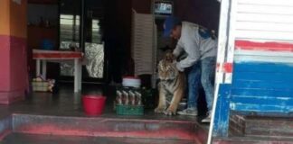 Taquero de Hidalgo enfrenta a un tigre y se vuelve viral taquero y tigre