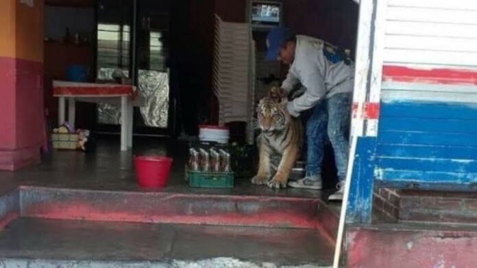 taquero y tigre
