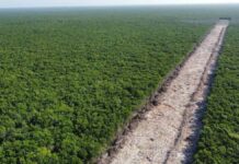 Tren Maya es declarado obra de seguridad nacional tren