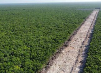 Tren Maya es declarado obra de seguridad nacional tren