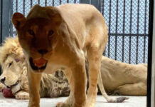 Zoológico de Chapultepec recibe a animales maltratados en santuario zoológico