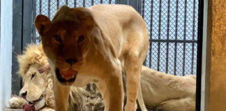 Zoológico de Chapultepec recibe a animales maltratados en santuario zoológico