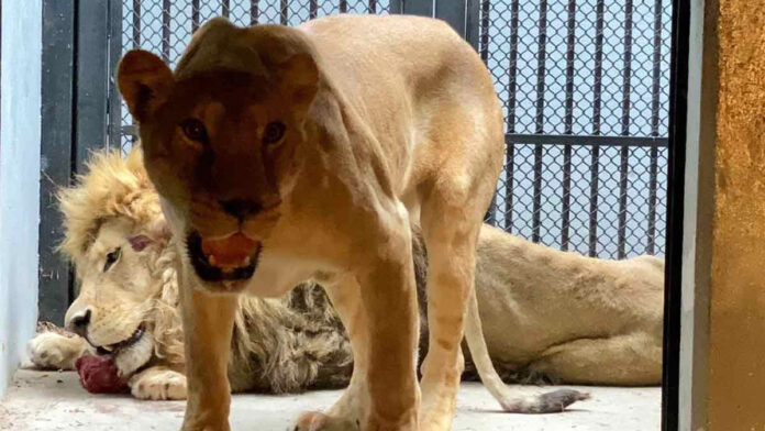 zoológico