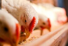 Avicultores de Tehuacán acusan bloqueo de productores de Oaxaca avicultores