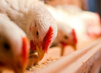 Avicultores de Tehuacán acusan bloqueo de productores de Oaxaca avicultores