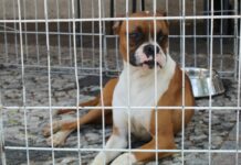 Bienestar Animal vigilará que municipios cuenten con centros de atención