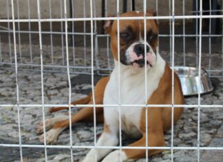 Medio Ambiente ha atendido más de mil 700 reportes de maltrato animal