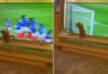 Gatito “portero” intenta parar balón que vio en televisión Gatito