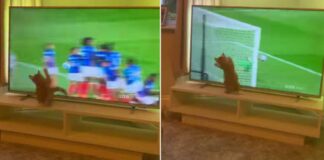 Gatito “portero” intenta parar balón que vio en televisión Gatito