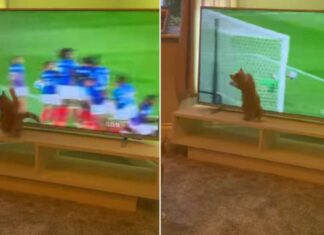 Gatito “portero” intenta parar balón que vio en televisión Gatito