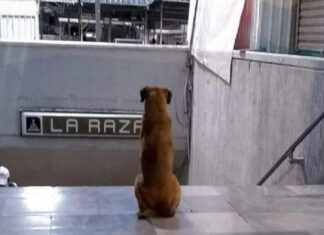 ‘Hachi’ mexicano: perro espera a su dueña afuera de metro La Raza Hachi