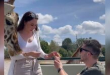 Jirafa interrumpe propuesta de matrimonio (Video) Jirafa