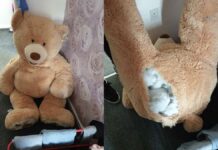 Ladrón se esconde de la policía ¡En un oso de peluche! Ladrón