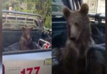 Oso es rescatado tras intoxicarse con “miel loca” Oso