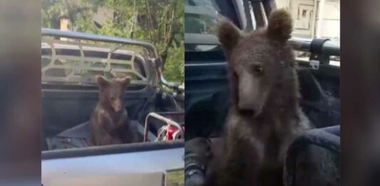 Oso