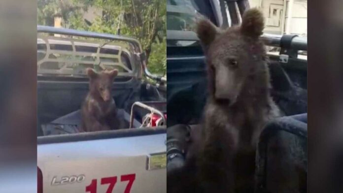 Oso Oso