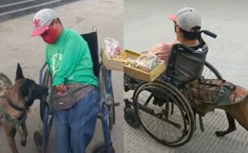 Perrita empuja a su dueño en silla de ruedas para vender dulces Perrita