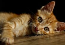 Protección Animal suma 3 mil 822 ‘michis’ esterilizados Protección