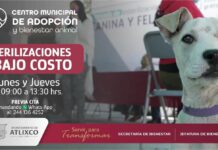 Centro Municipal de Adopción ofrece esterilizaciones en Atlixco