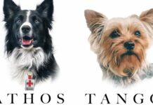 Inicia el primer juicio por el asesinato de perros rescatistas en México