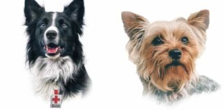 Inicia el primer juicio por el asesinato de perros rescatistas en México