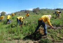 Reforesta Medio Ambiente con más de 127 mil árboles en 37 municipios