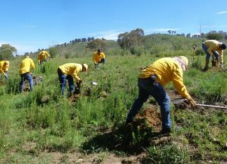 Reforesta Medio Ambiente con más de 127 mil árboles en 37 municipios
