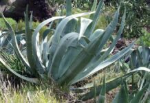 Proponen 14 años de cárcel por robo de plantas de agave en Puebla Agave