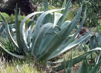 Producirán agave pichomel en el Cerro Zapotecas, adelanta Economía Agave
