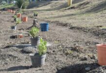 “Aire Joven” suma 14 mil árboles sembrados en Puebla Aire joven