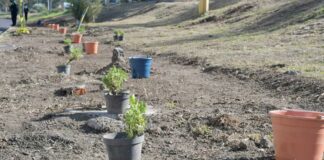 “Aire Joven” suma 14 mil árboles sembrados en Puebla Aire joven