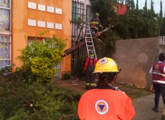 Lluvia tira un árbol más en Puebla capital