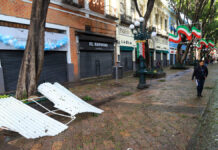 Derribarán 5 árboles del Centro de Puebla por riesgo de colapso árboles