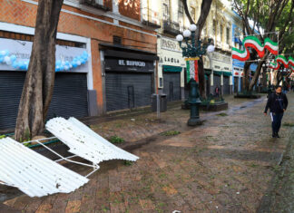 Derribarán 5 árboles del Centro de Puebla por riesgo de colapso árboles