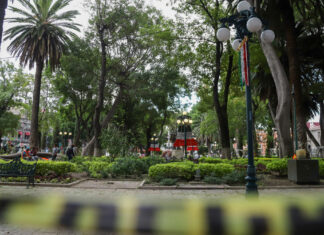 Ayuntamiento sustituirá árboles retirados por riesgo de colapso ayuntamiento