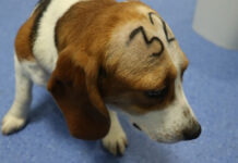 Rescatan a 4 mil beagles de ser enviados a laboratorios para experimentos beagles